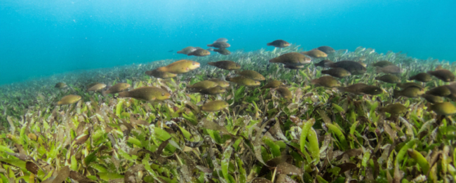 An underwater image of a school of fish swimming through a seagrass reef.