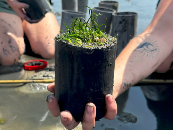 A close up photo of a hand holding a seagrass plant, ready to be planted in the Eastern Scheldt estuary in the south of The Netherlands.