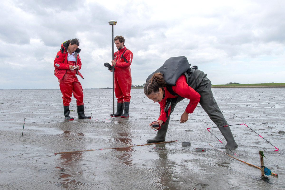 Three Sea Rangers in waders and Sea Ranger jackets, working in the Eastern Scheldt estuary in the south of The Netherlands, restoring seagrass.