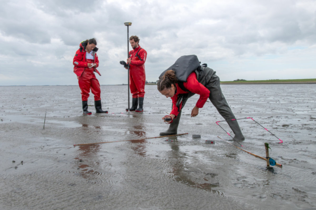 Three Sea Rangers in waders and Sea Ranger jackets, working in the Eastern Scheldt estuary in the south of The Netherlands, restoring seagrass.