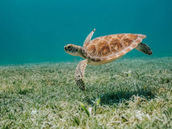 An underwater photo of a sea turtle swimming in clear blue waters, near a green meadow of seagrass.