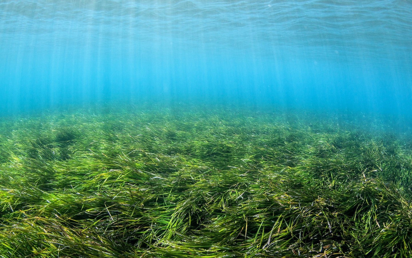 seagrass